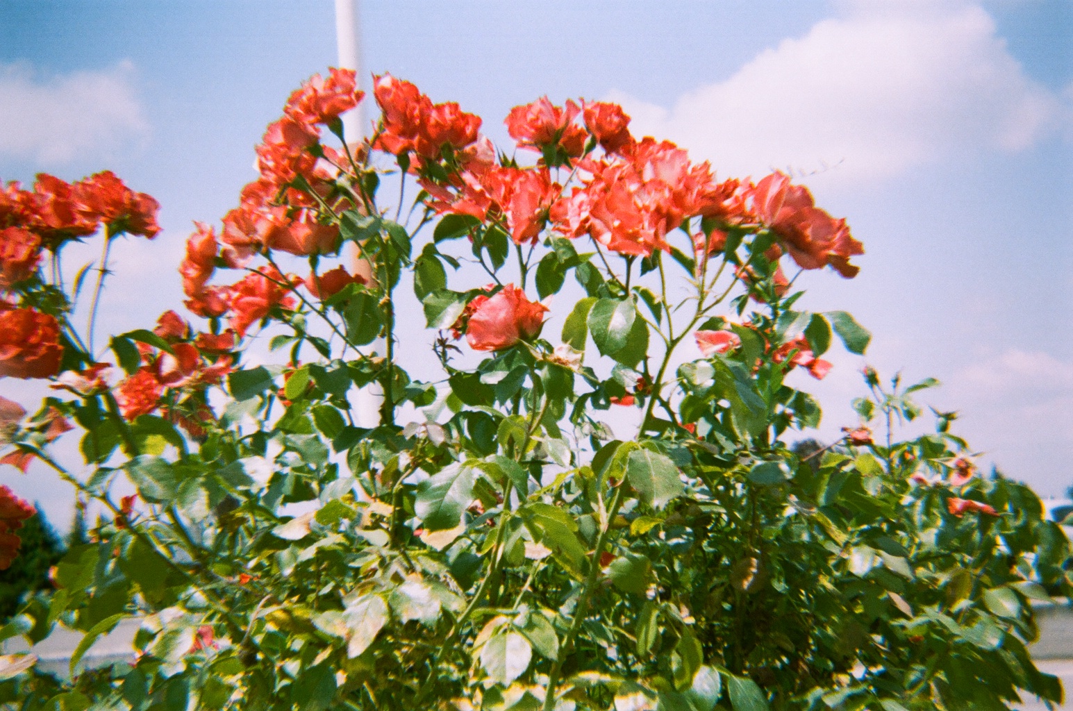 Old Photos