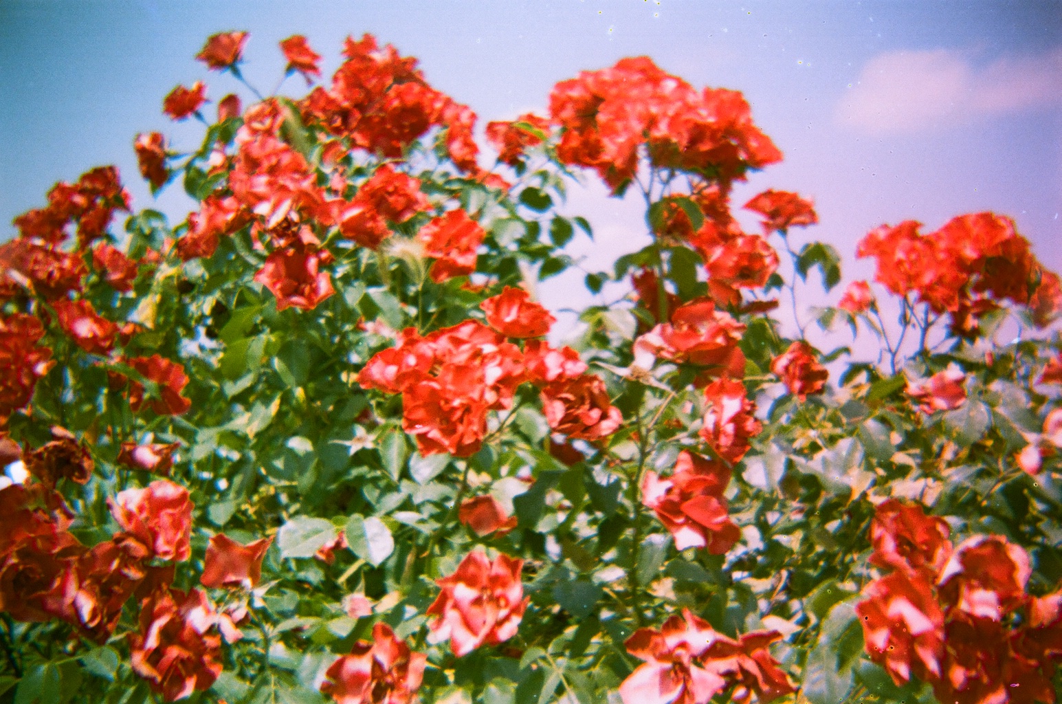 Old Photos