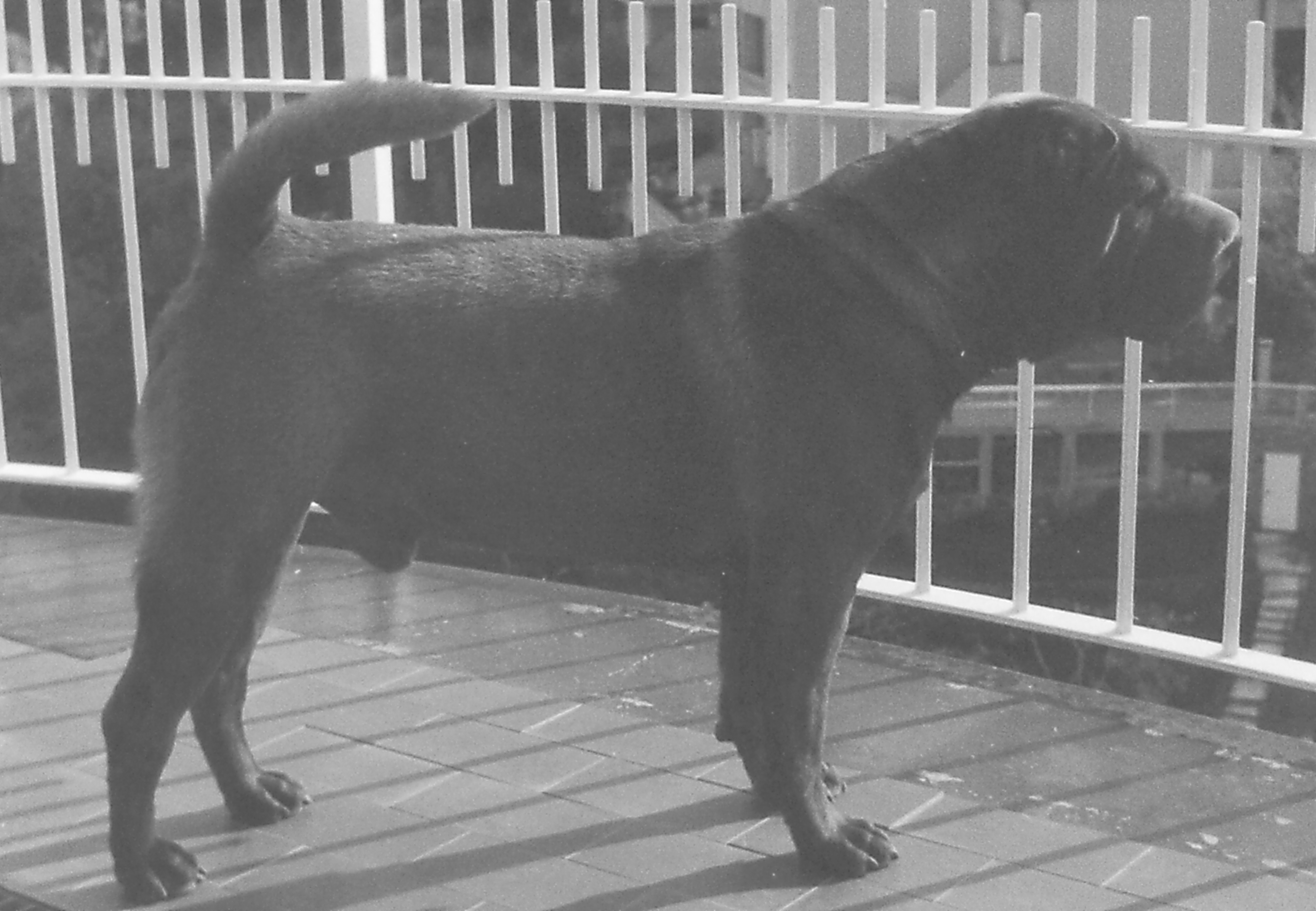 Oliver