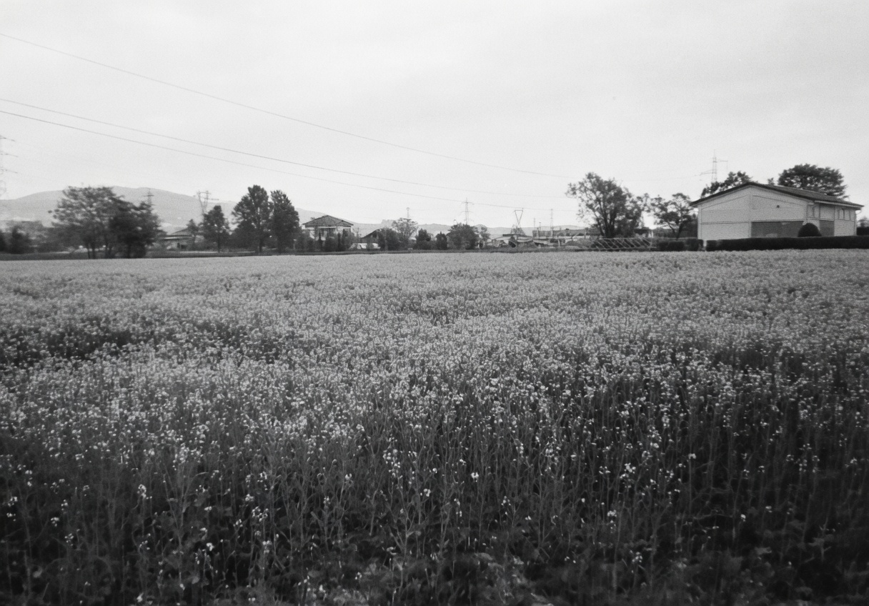 Camminata tra i ciliegi in fiore 2026