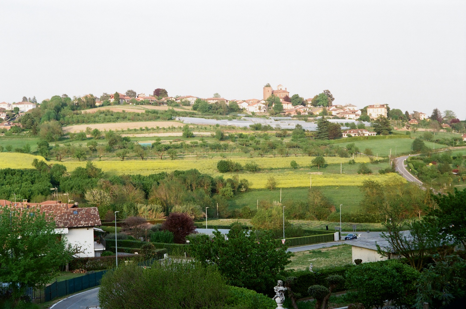 Coltivazione Colza